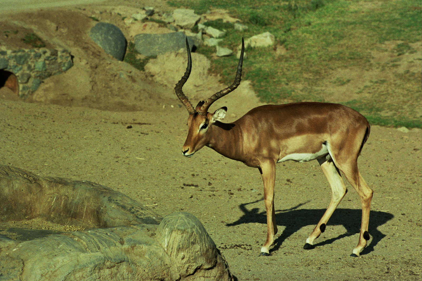 Scanned Wild Animal Park Photos 1992-2001