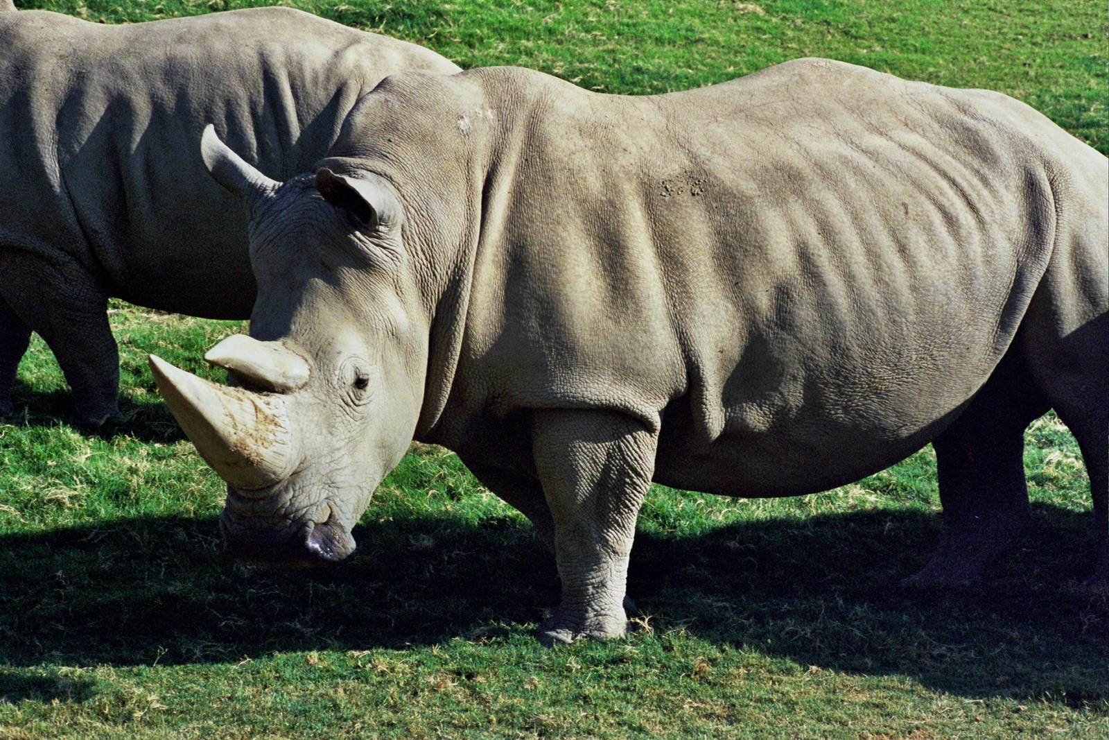 Scanned Wild Animal Park Photos 1992-2001