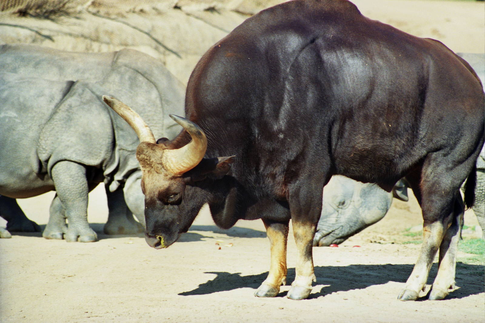 Scanned Wild Animal Park Photos 1992-2001