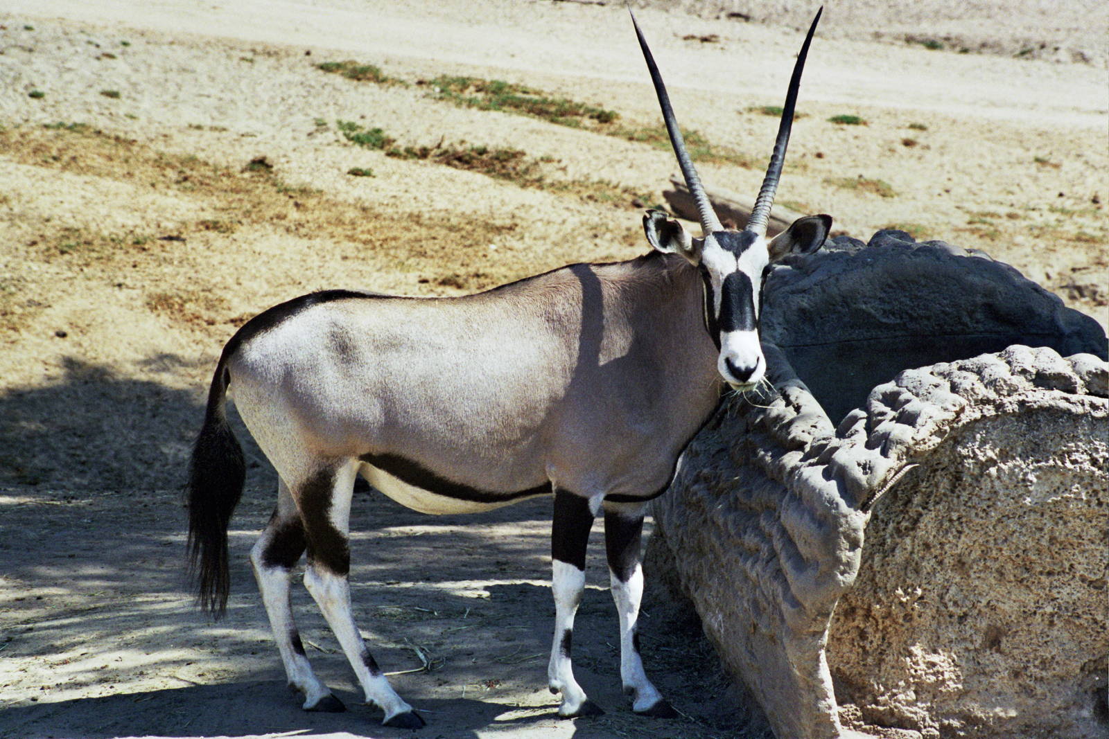 Scanned Wild Animal Park Photos 1992-2001
