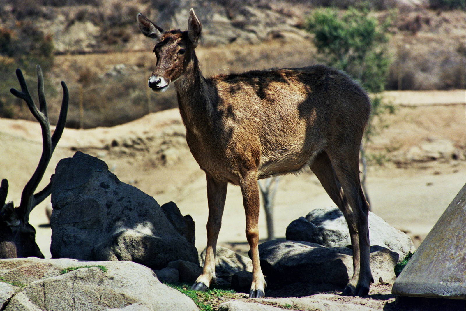 Scanned Wild Animal Park Photos 1992-2001