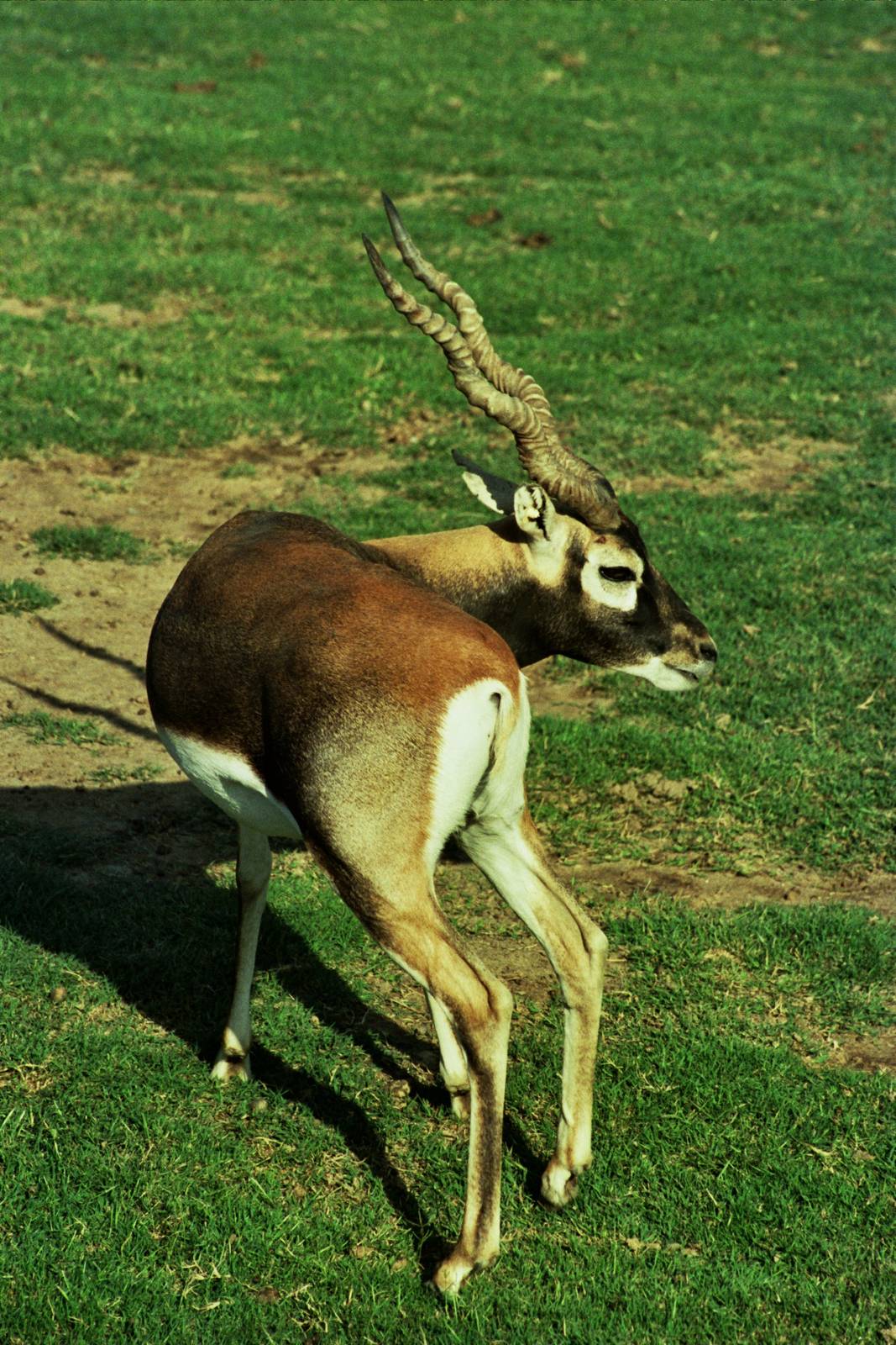 Scanned Wild Animal Park Photos 1992-2001