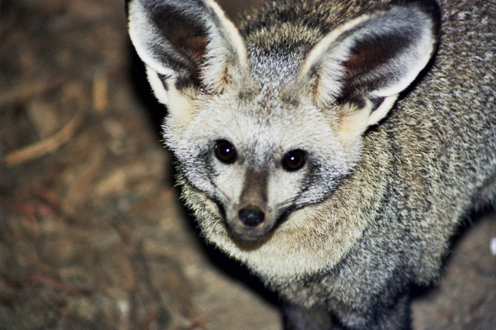 Scanned Wild Animal Park Photos 1992-2001