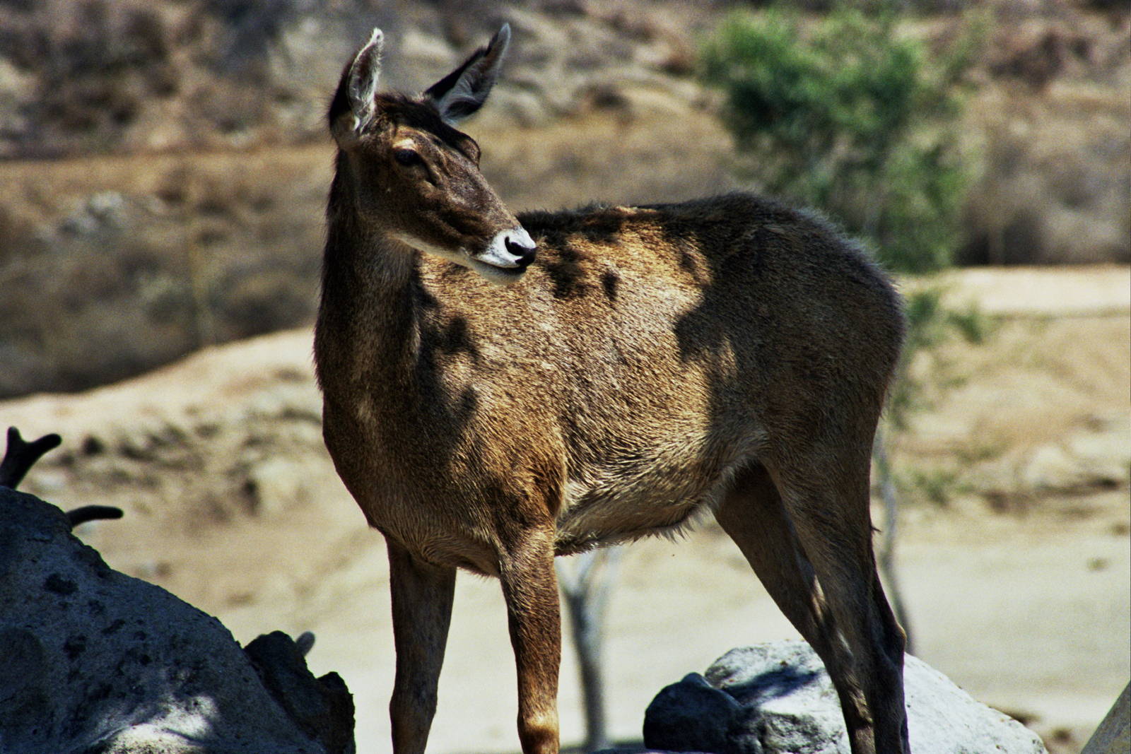 Scanned Wild Animal Park Photos 1992-2001