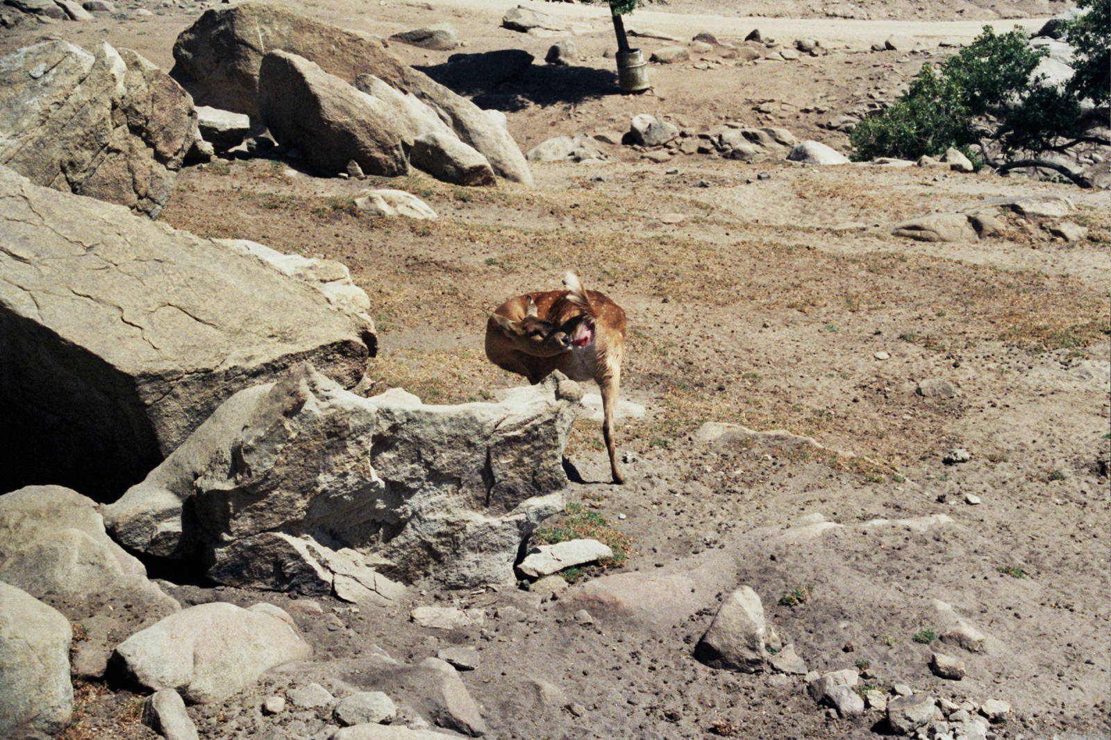 Scanned Wild Animal Park Photos 1992-2001