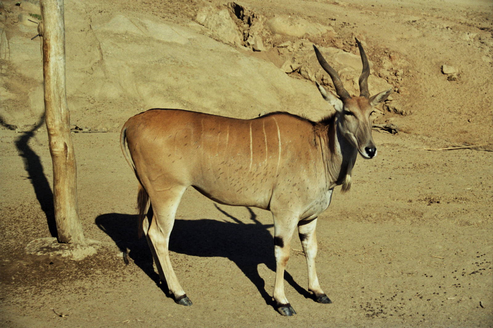 Scanned Wild Animal Park Photos 1992-2001