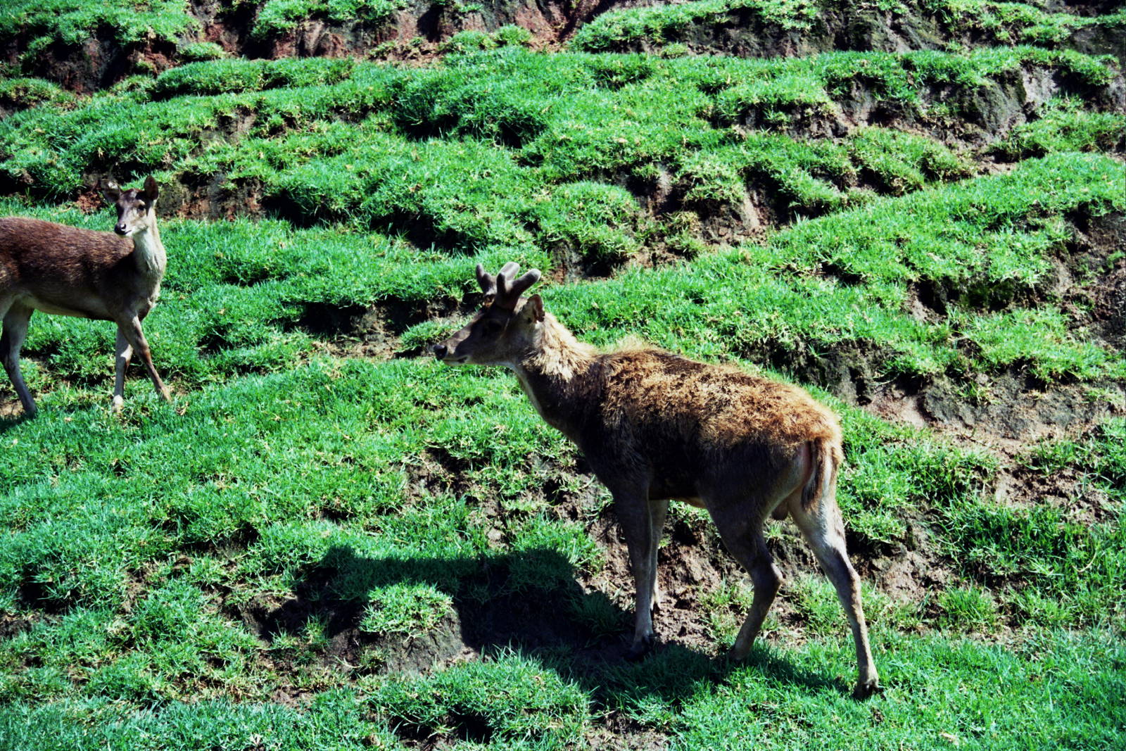 Scanned Wild Animal Park Photos 1992-2001