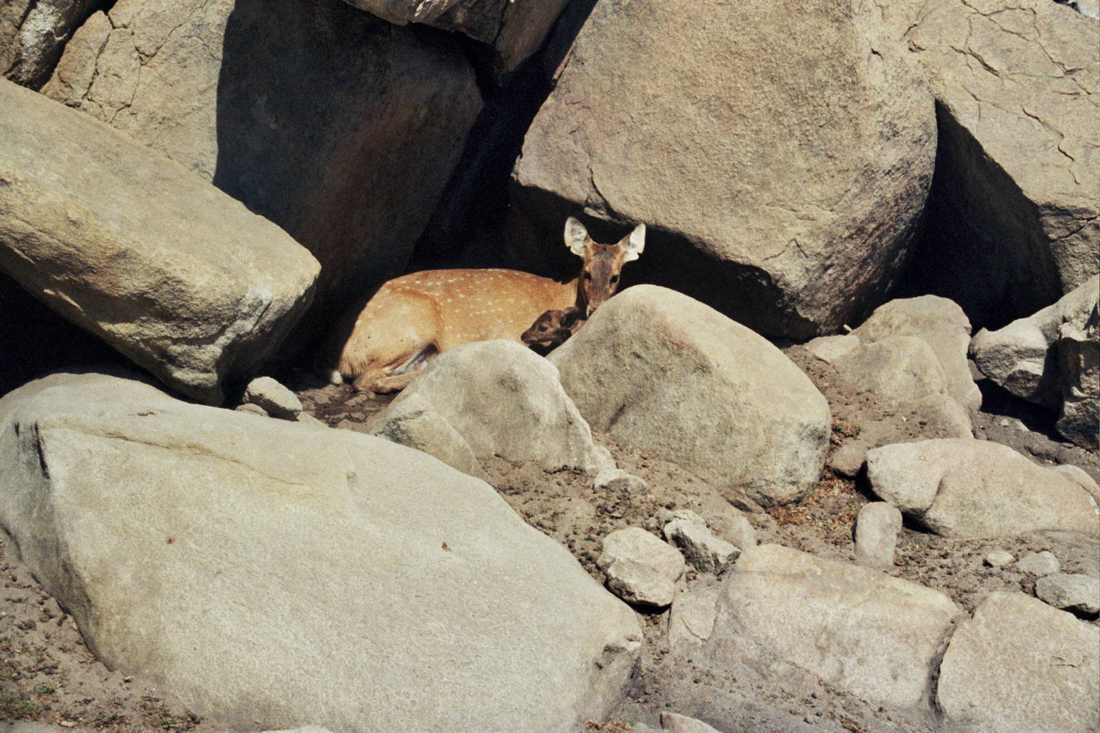 Scanned Wild Animal Park Photos 1992-2001