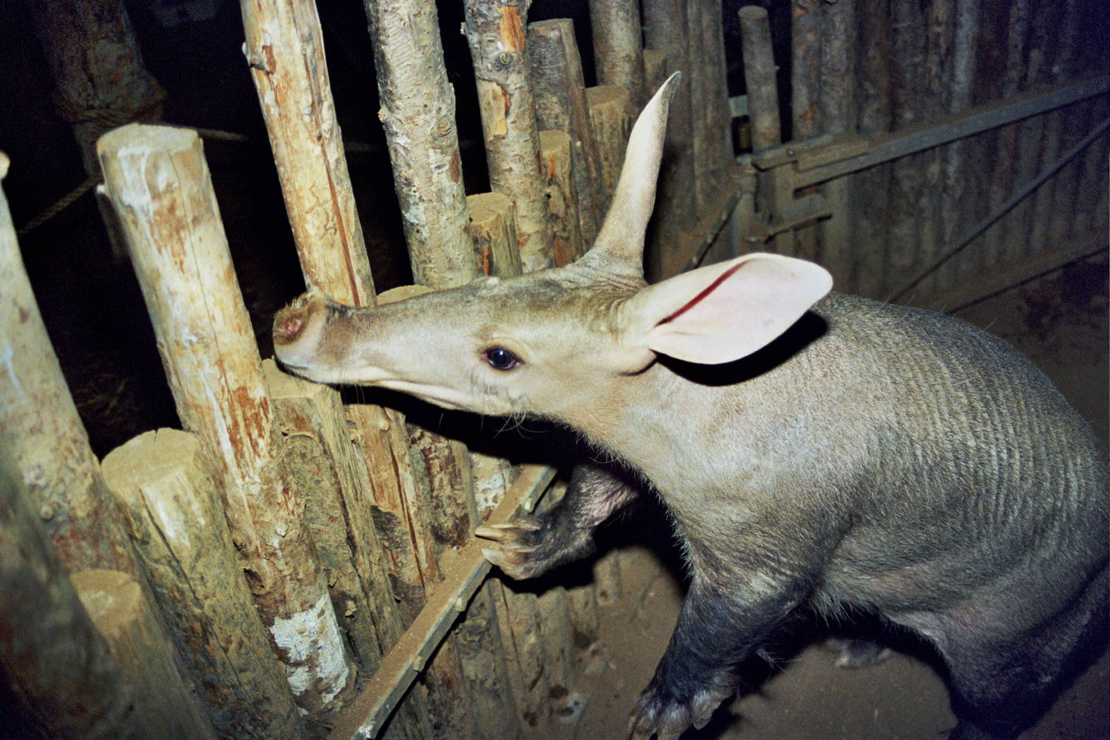 Scanned Wild Animal Park Photos 1992-2001