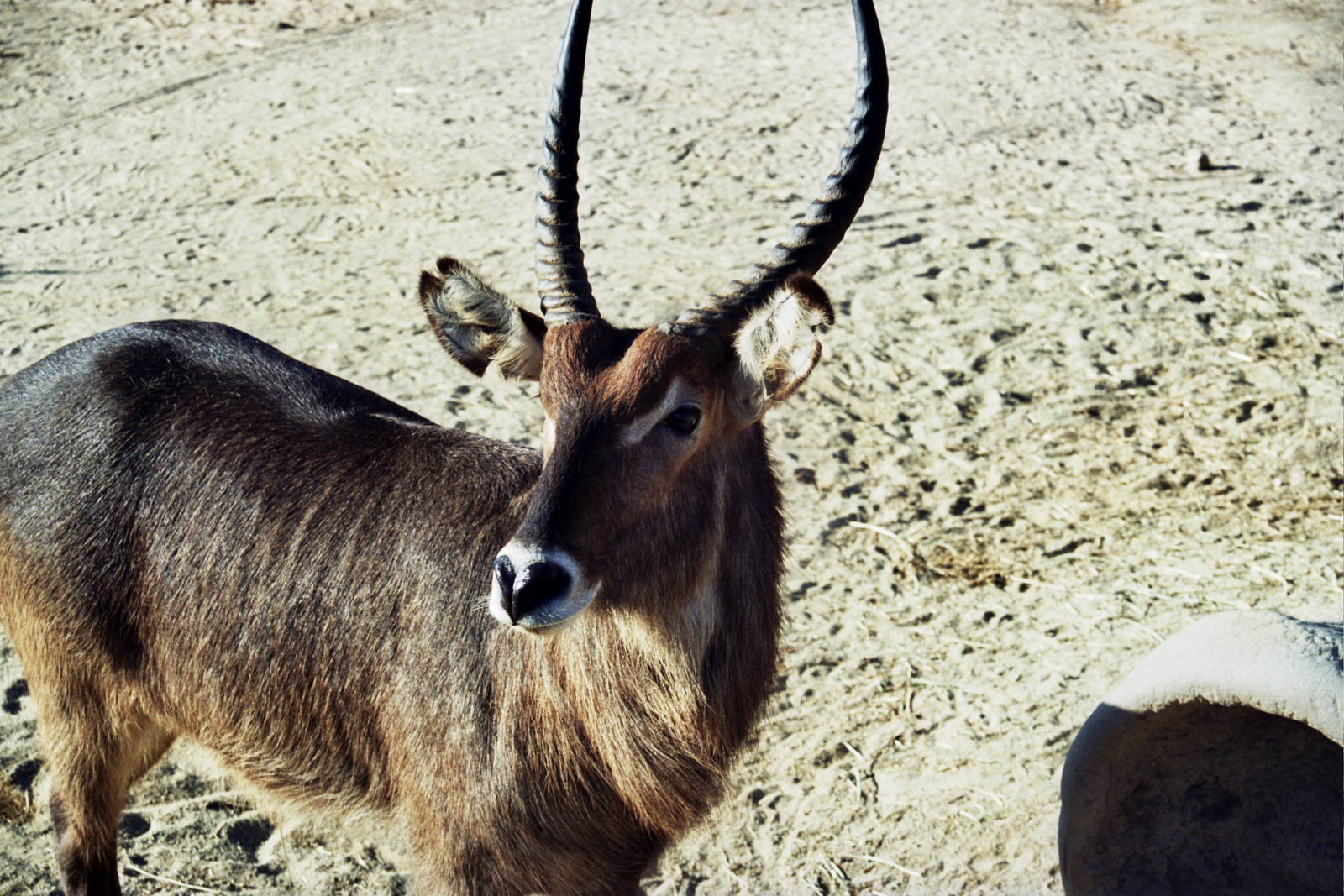 Scanned Wild Animal Park Photos 1992-2001