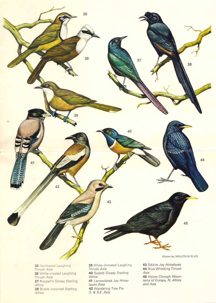 Scans of a leaflet about the Snowdon Aviary