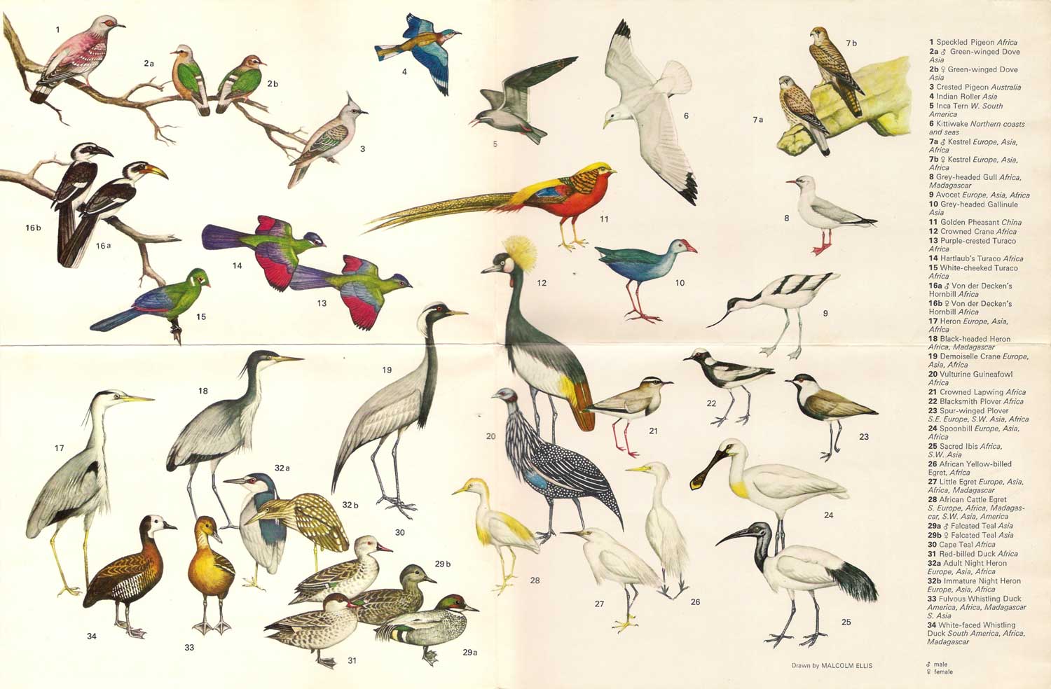 Scans of a leaflet about the Snowdon Aviary