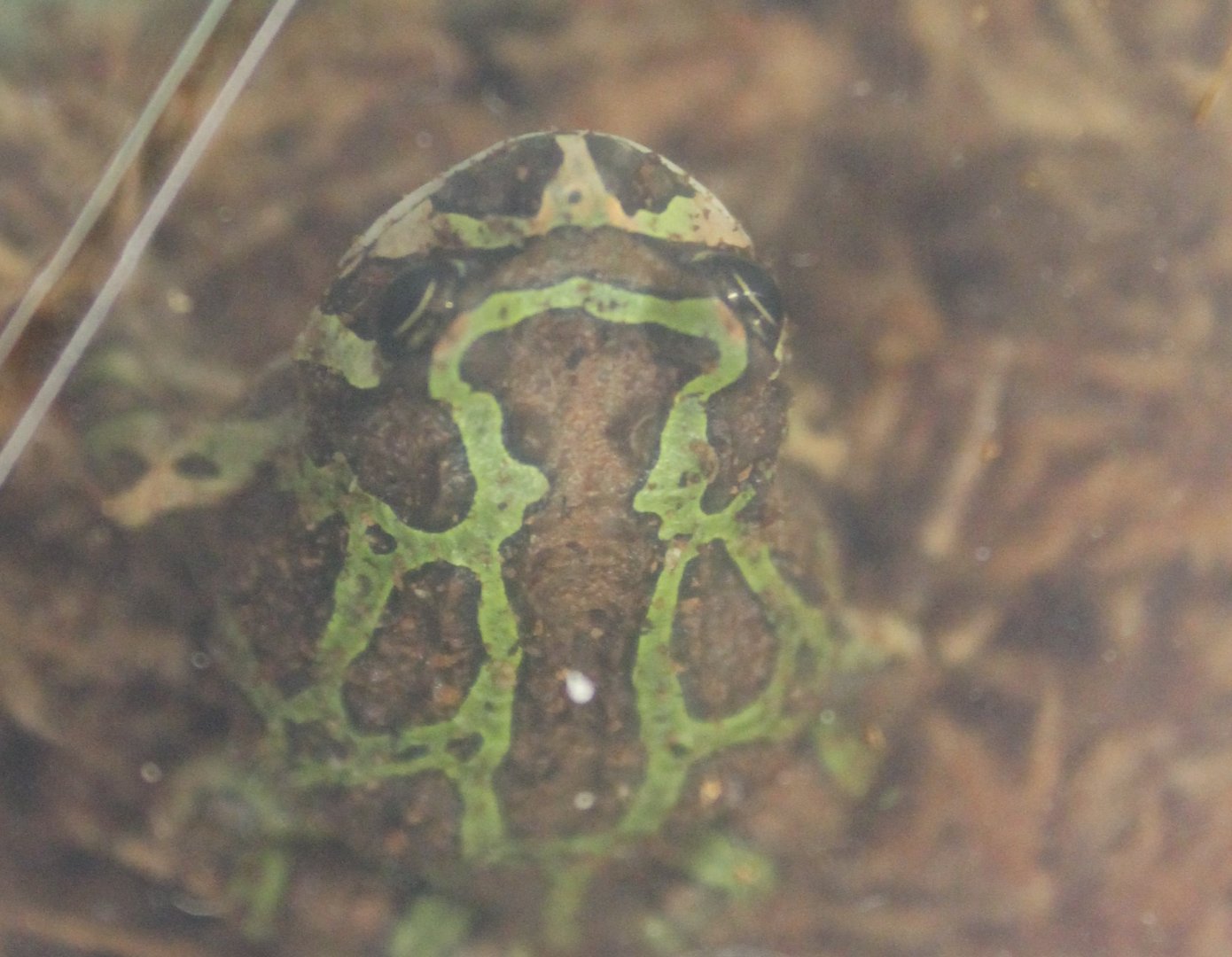 Scaphiophryne madagascariensis