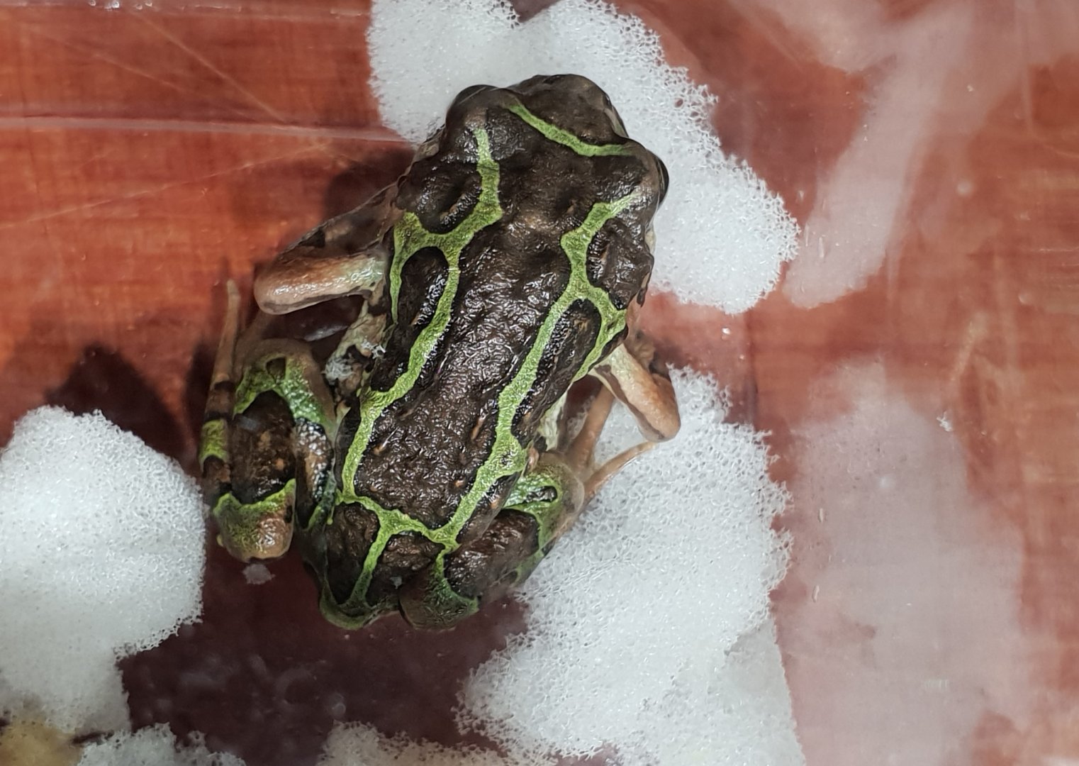 Scaphiophryne madagascariensis