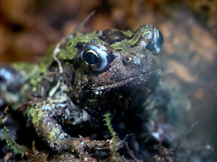 Scaphiophryne marmorata