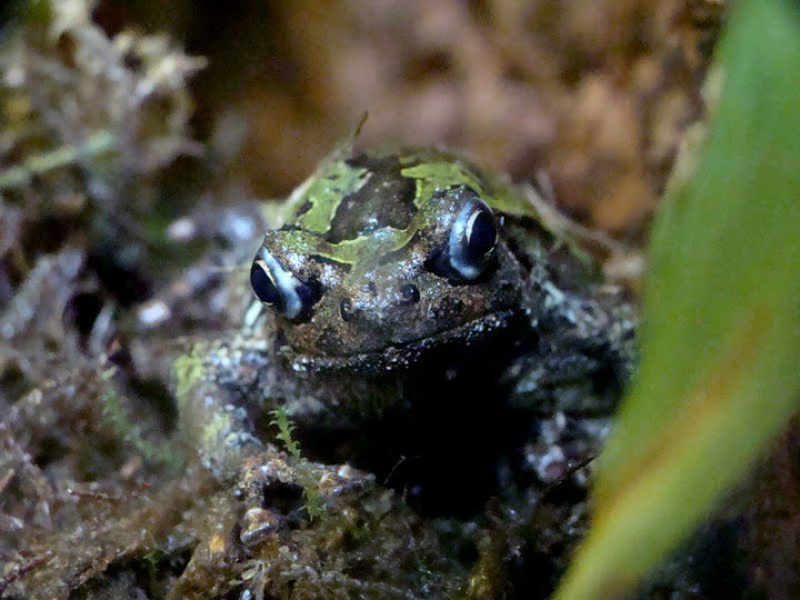 Scaphiophryne marmorata