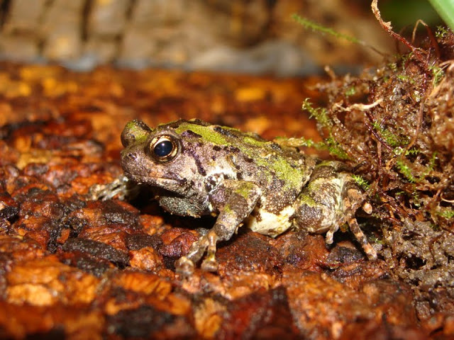 Scaphiophryne marmorata