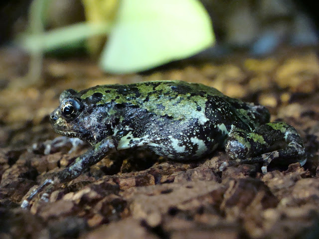 Scaphiophryne marmorata