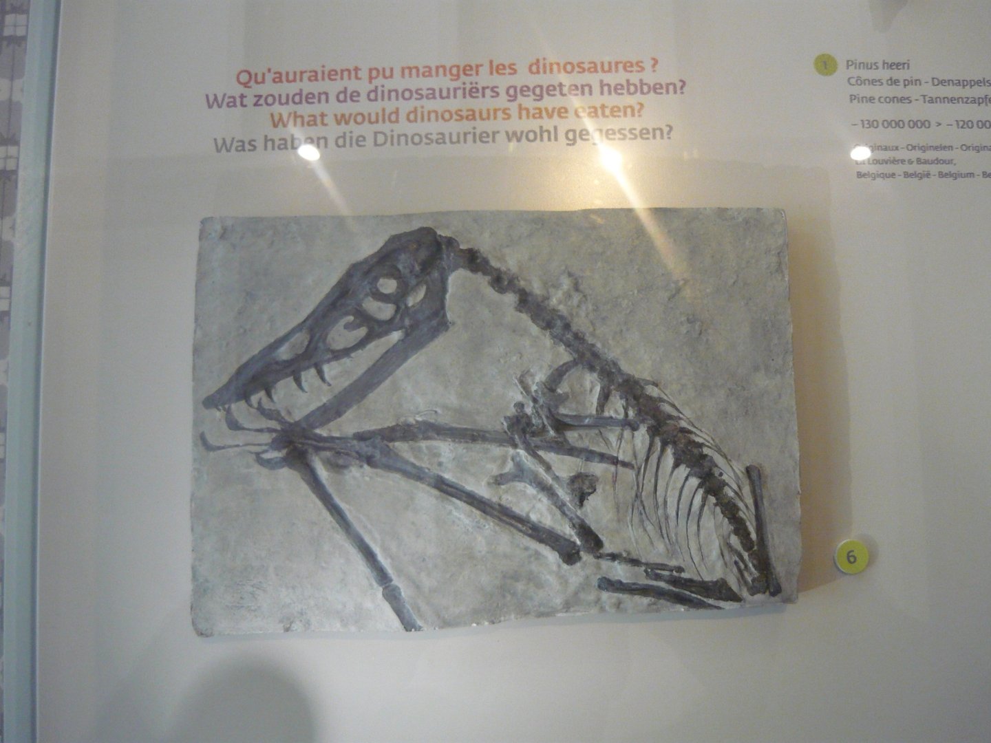 Scaphognathus crassirostris (cast)