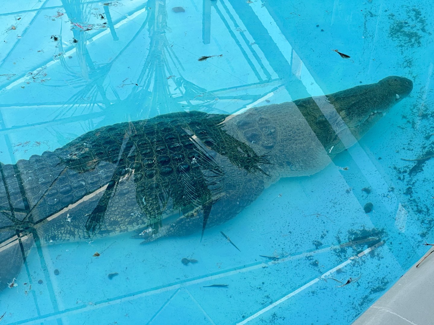 Scar (Saltwater Crocodile)