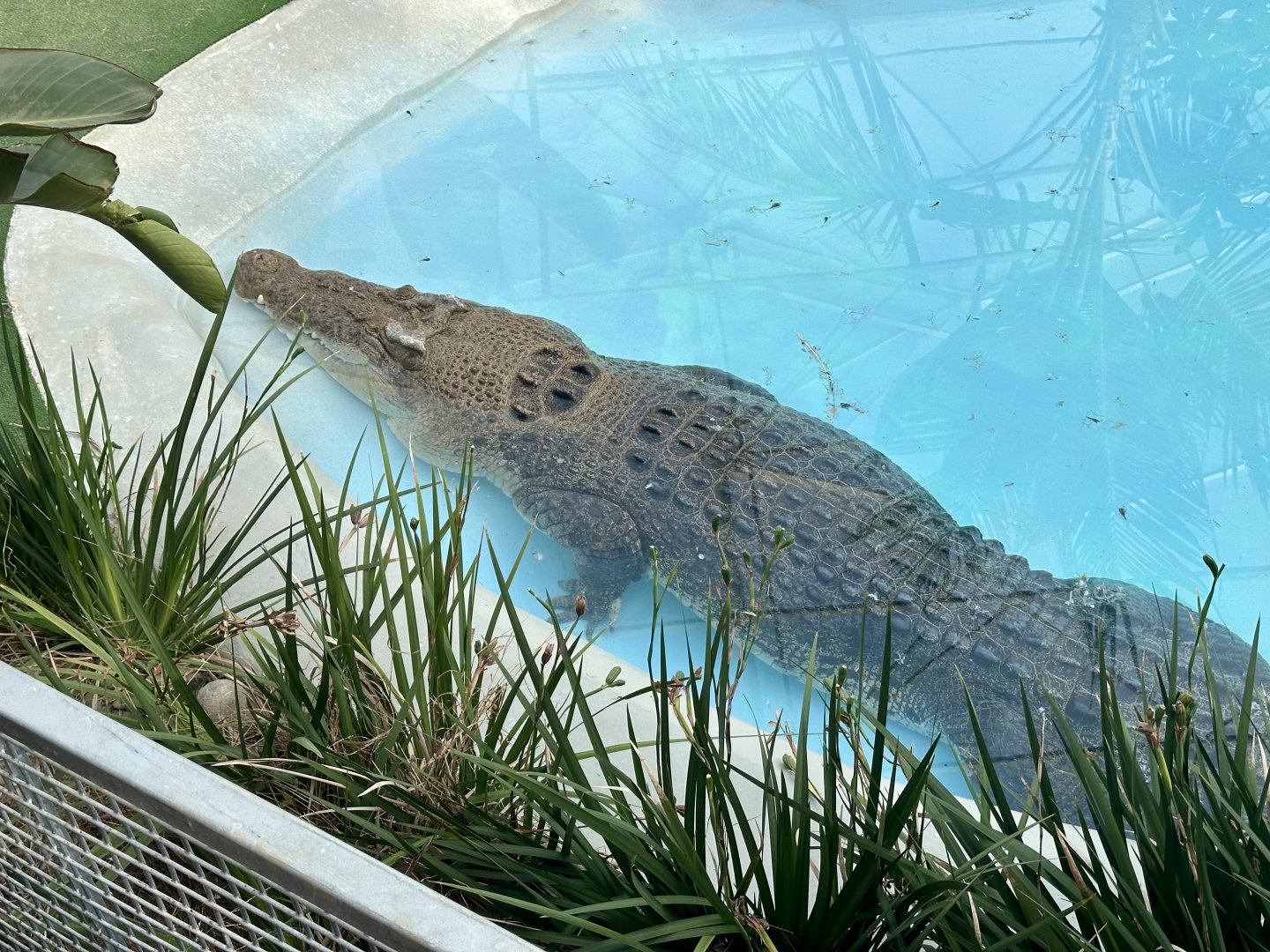 Scar (Saltwater Crocodile)