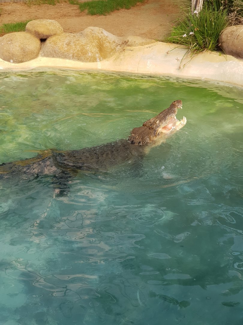 Scar the Saltwater Crocodile (Crocodylus porosus)