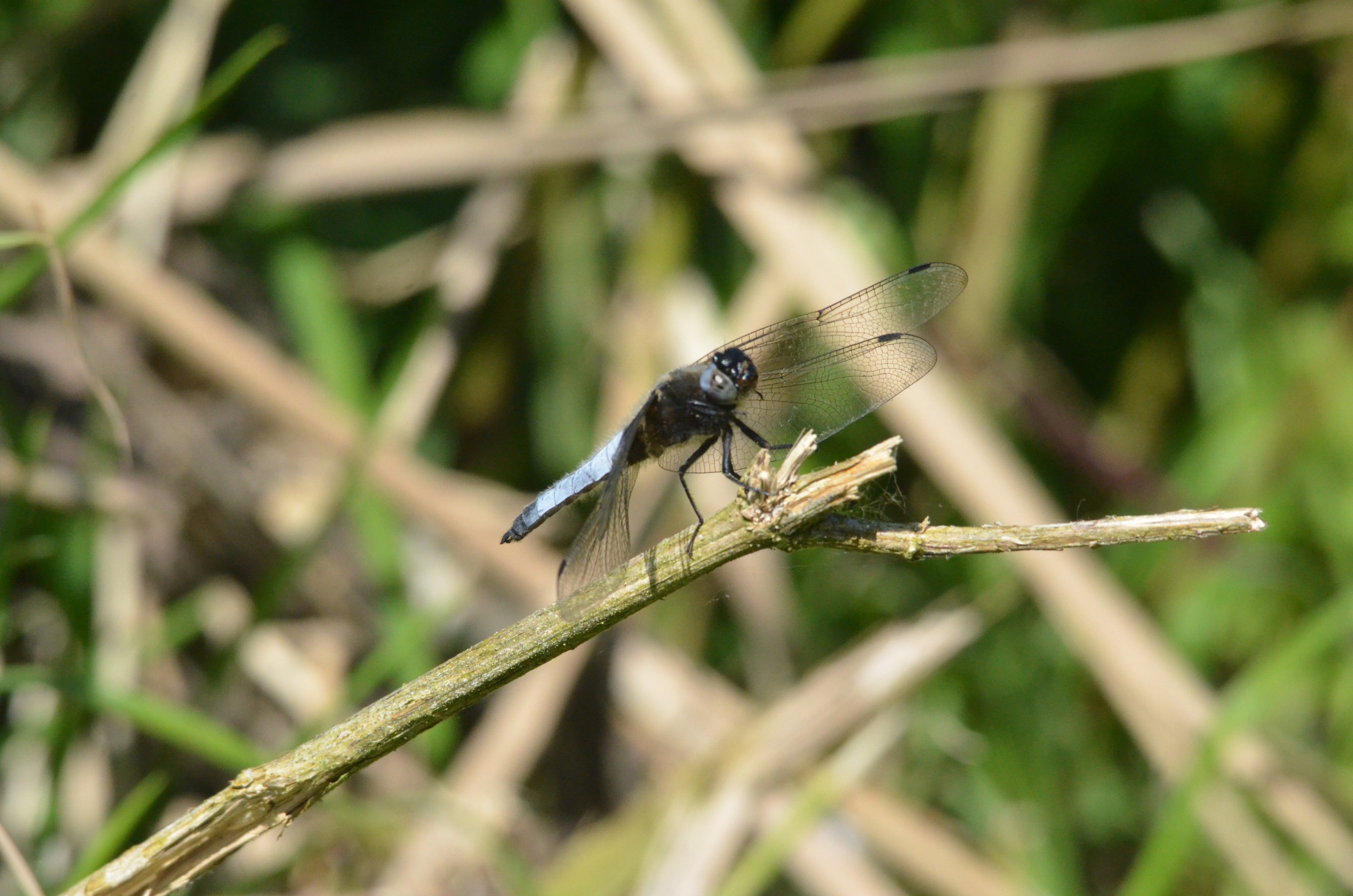 Scarce Chaser, Strumpshaw Fen, 10/06/17