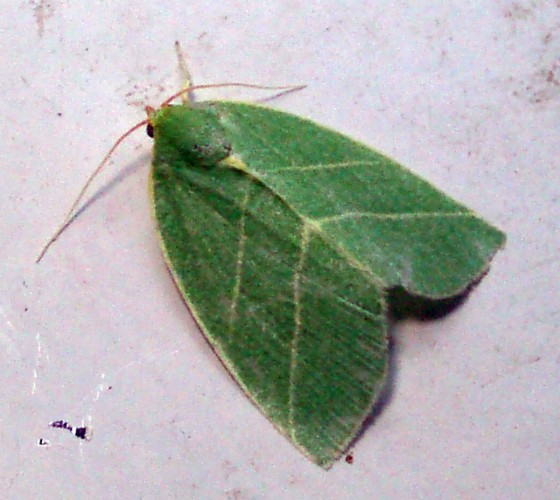 Scarce Silver-lines (Bena bicolorana)