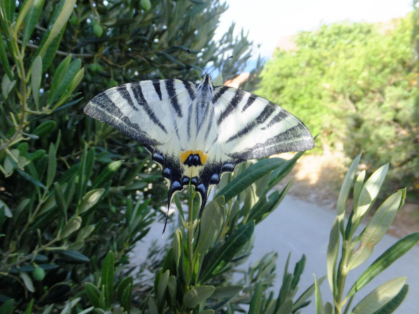 Scarce swallowtail?