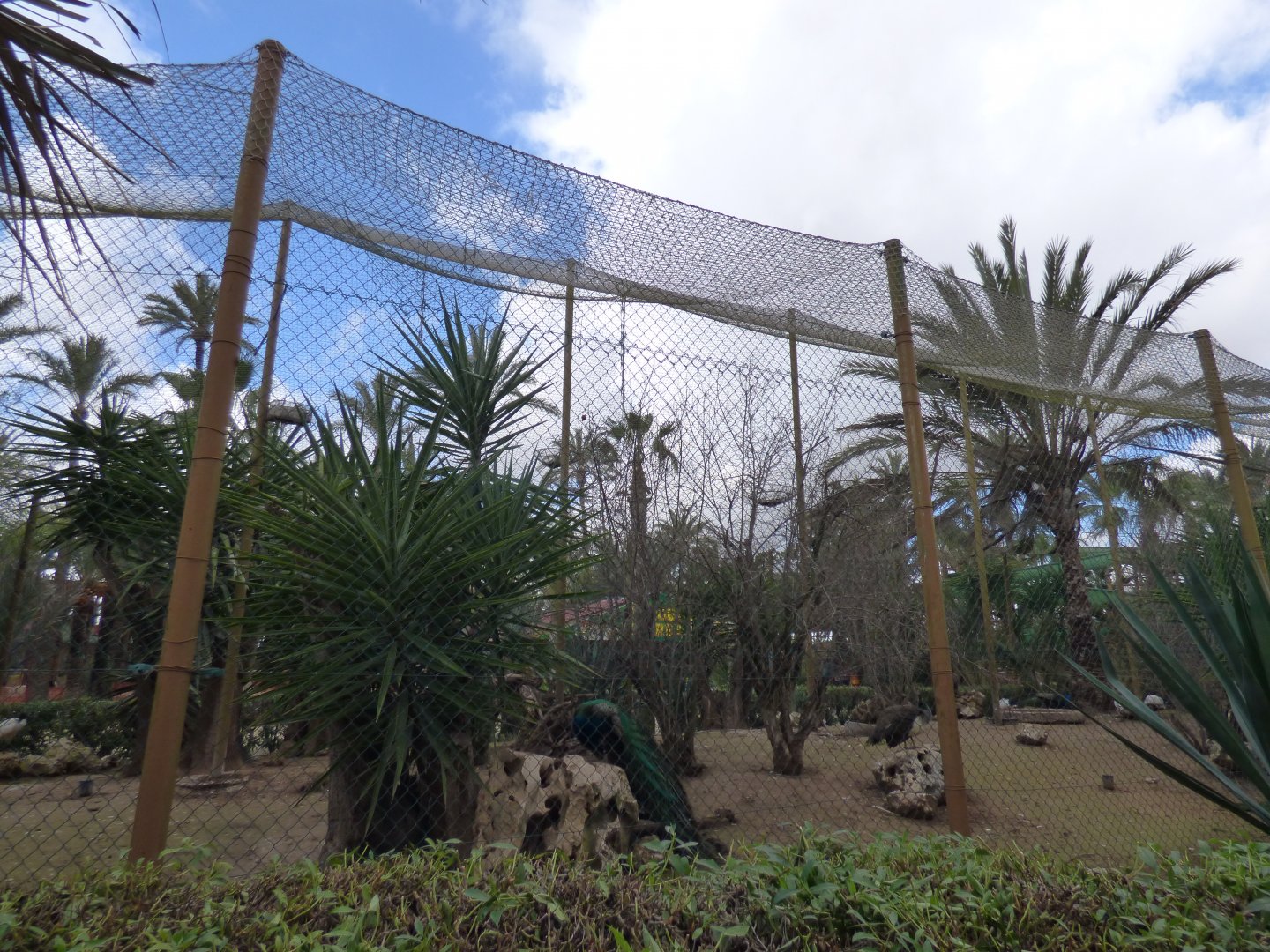 Scared Ibis,Greater Flamingo and Indian Peacock Aviary