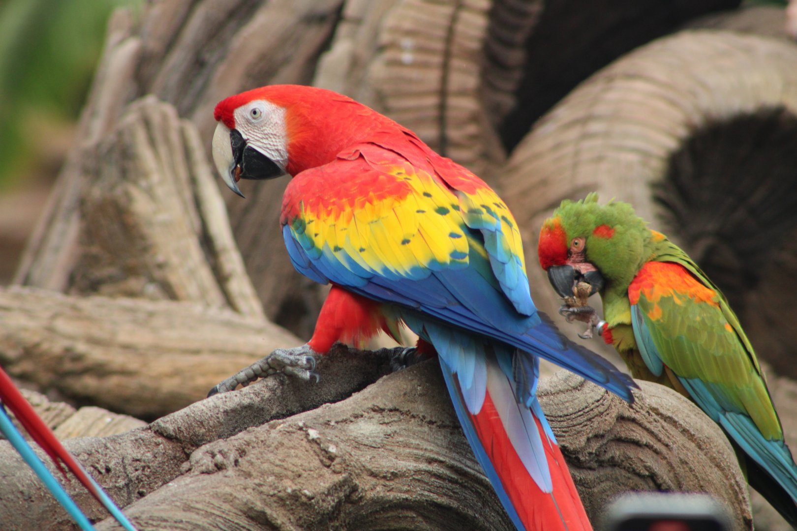 Scarlet (A. macao) and Red-Fronted Macaws (A. rubrogenys)