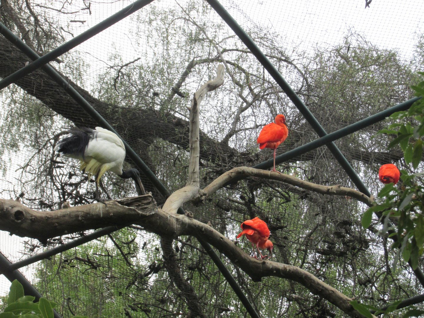 scarlet and egyptian ibis