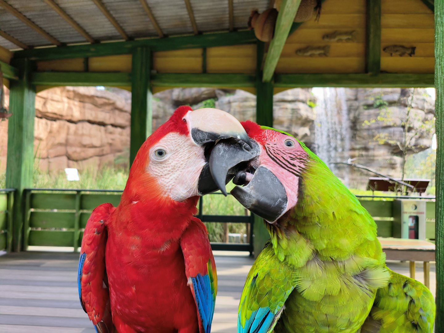 Scarlet and Great Green Macaw