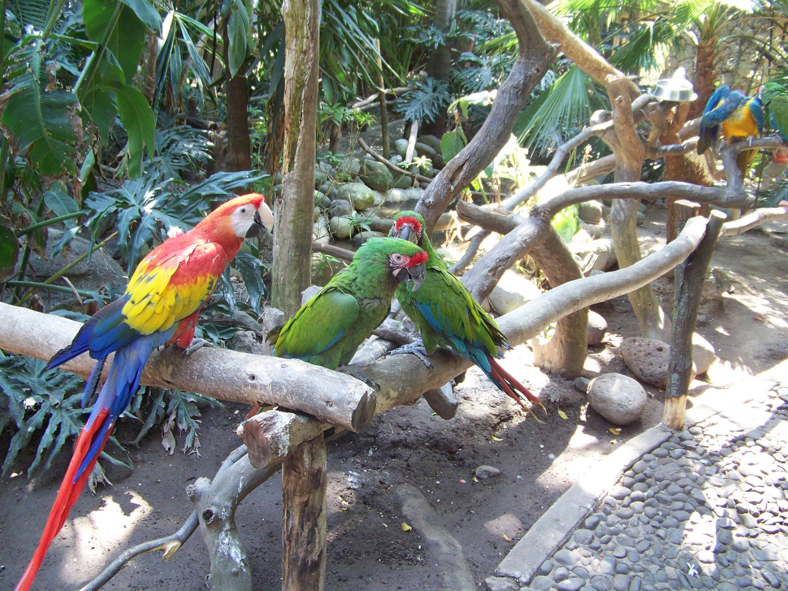 Scarlet and Green Macaws