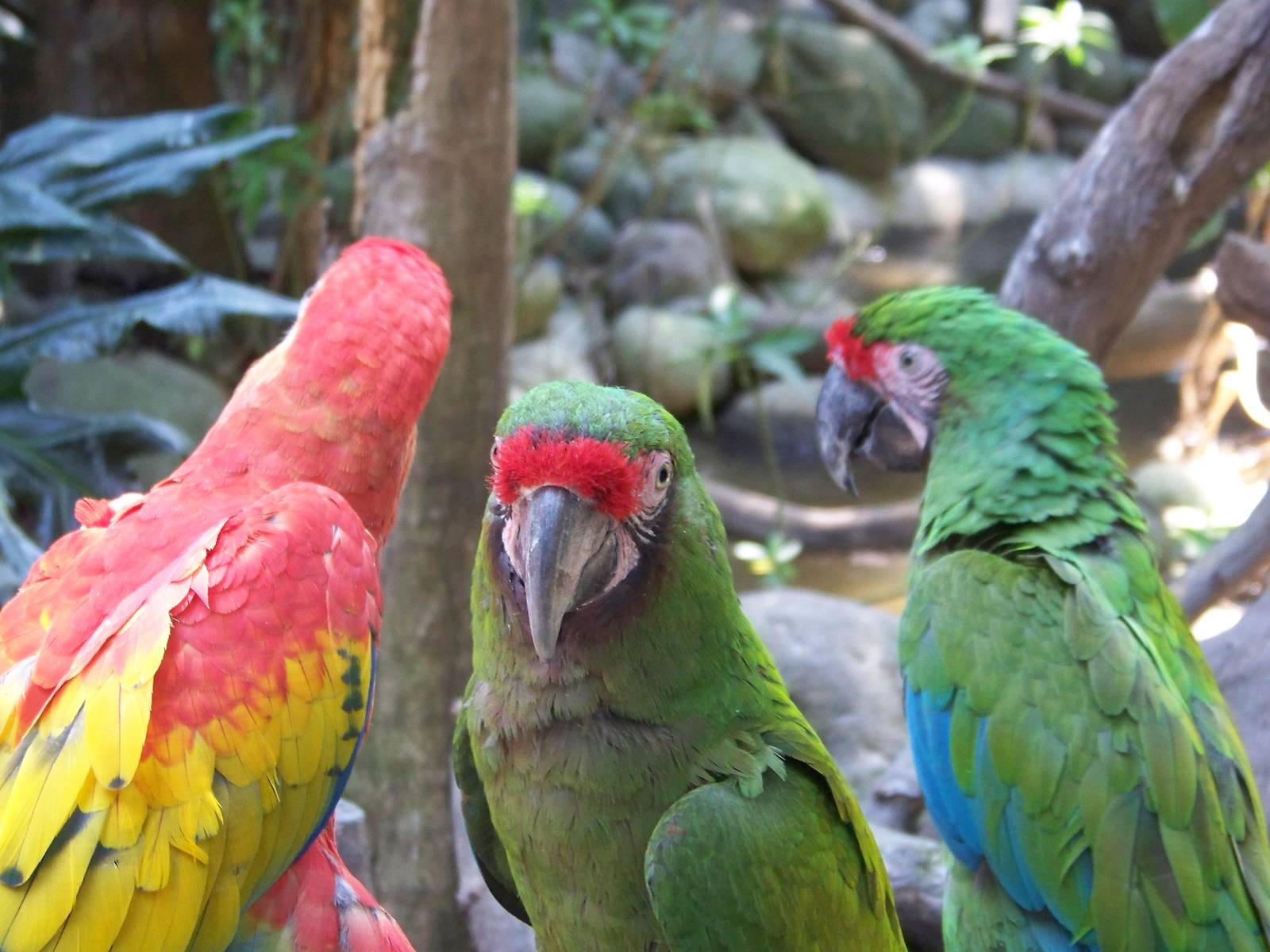 Scarlet and Green Macaws