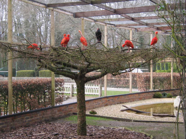 Scarlet and Waldrapp Ibis.