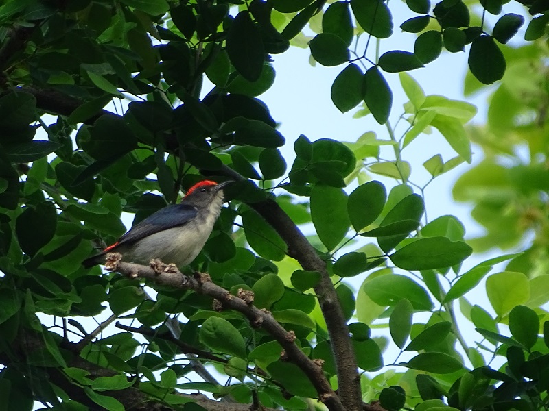 Scarlet-backed flowerpecker (Dicaeum cruentatum cruentatum)