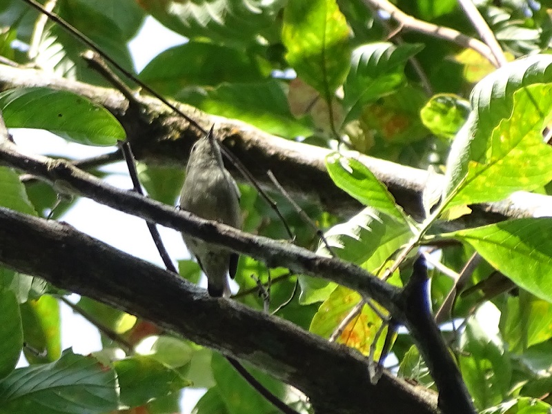Scarlet-backed flowerpecker (Dicaeum cruentatum cruentatum)