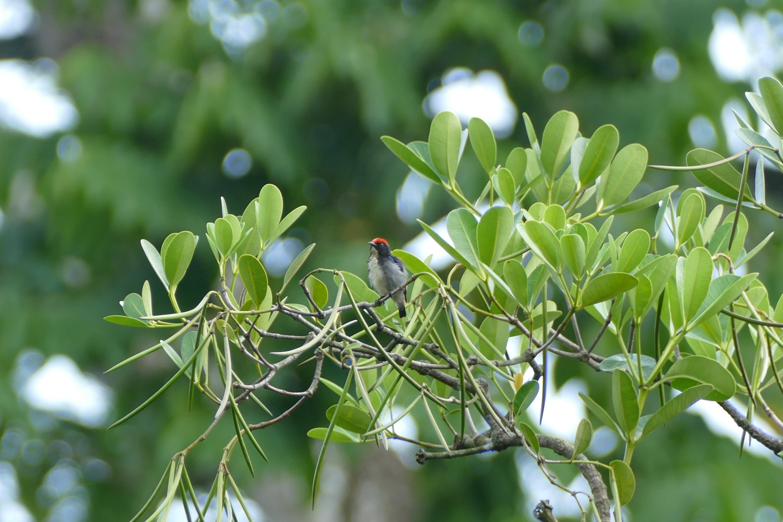 Scarlet-backed flowerpecker