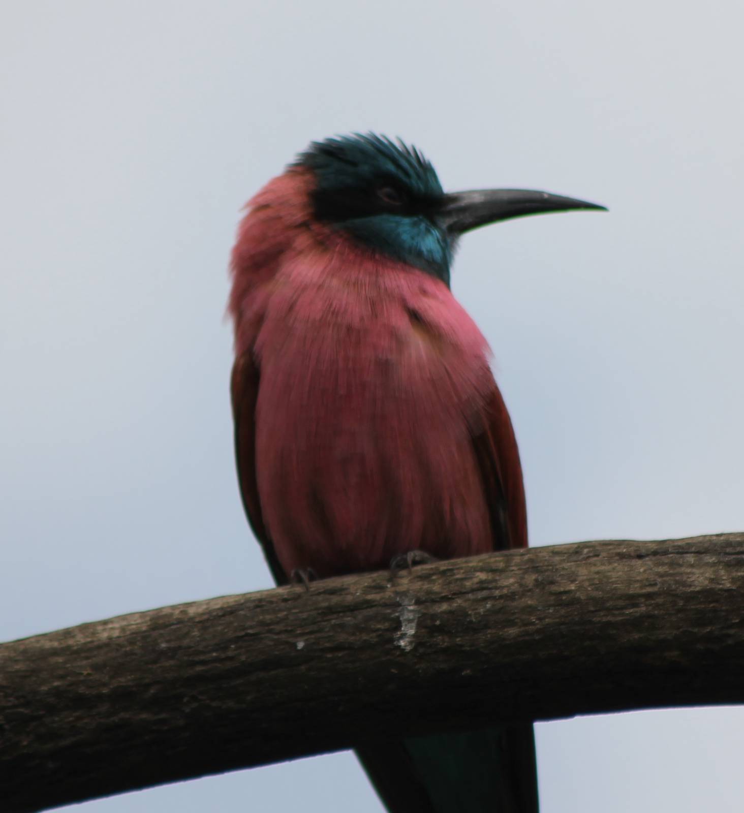 Scarlet bee-eater