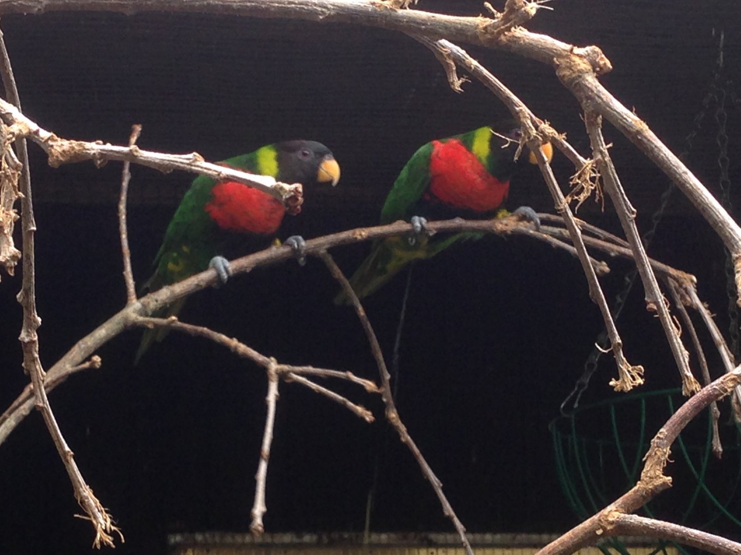 Scarlet-Breasted Lorikeets