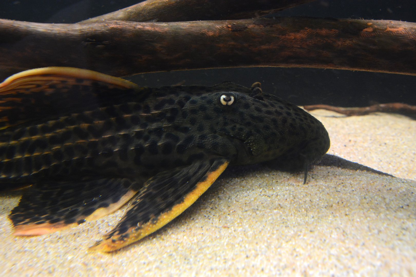Scarlet cactus pleco (Pseudacanthicus pirarara)