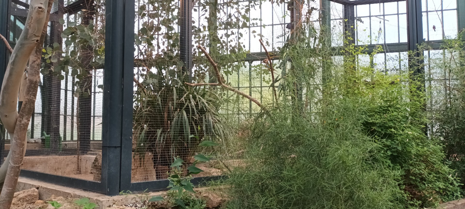 Scarlet chested Parrot and Australian Finches Aviary