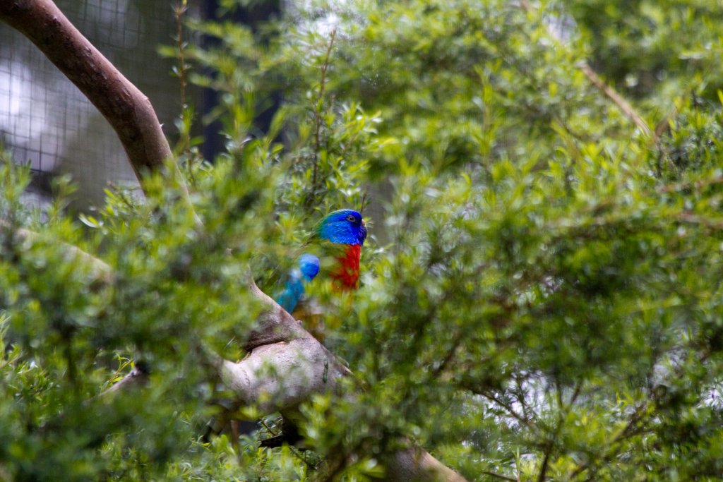 Scarlet-chested Parrot