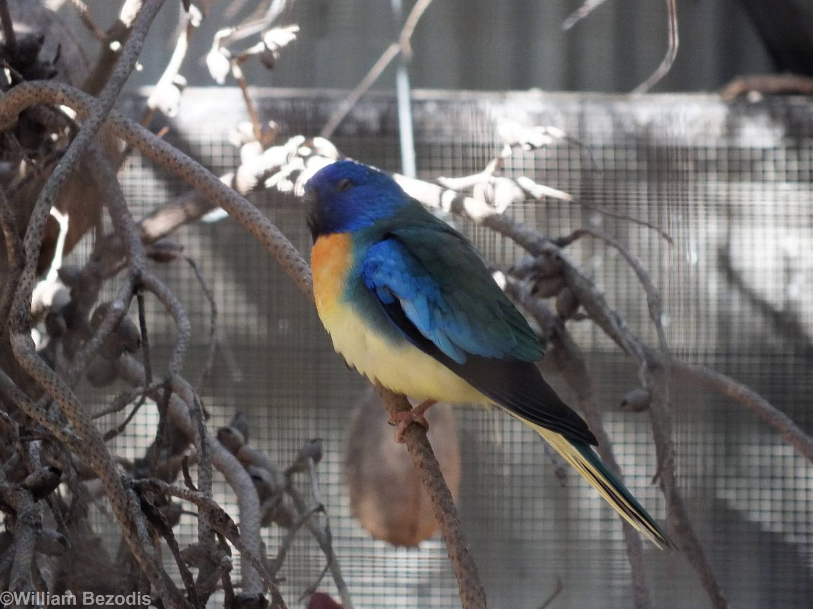 Scarlet-chested Parrot