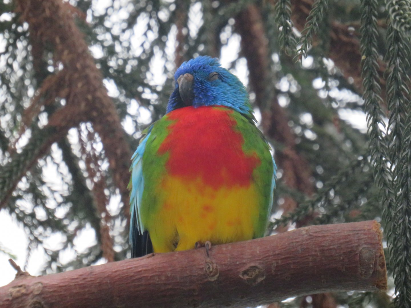 Scarlet-chested parrot
