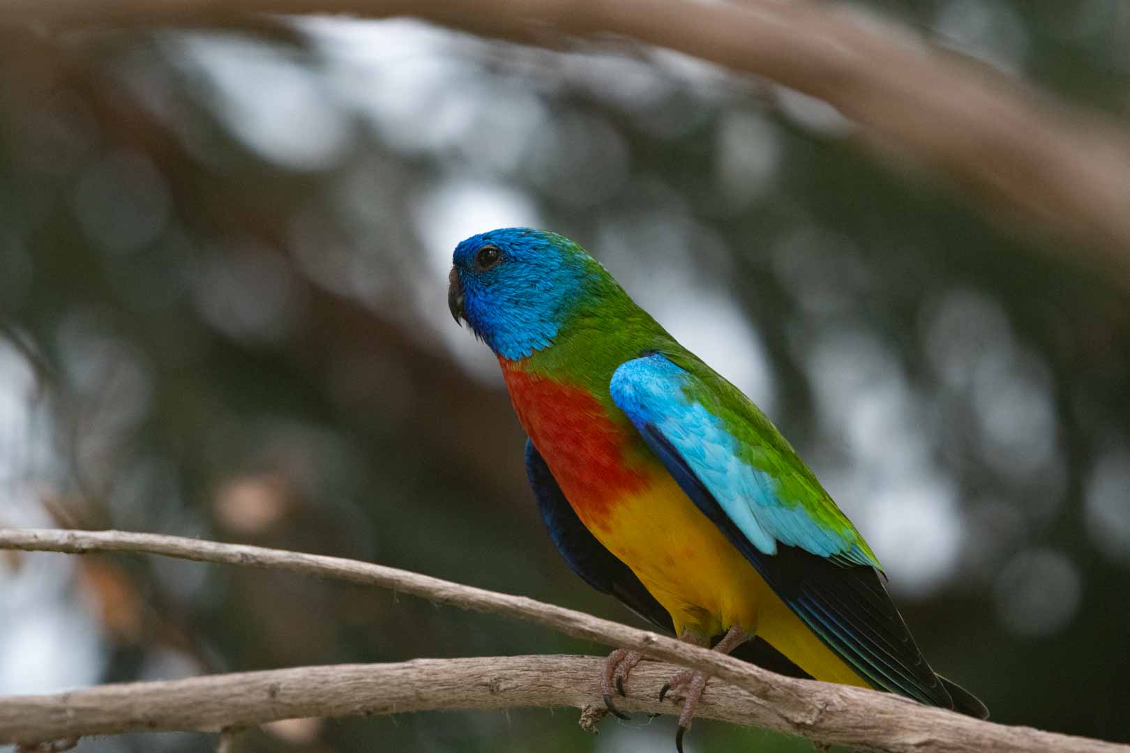 Scarlet-Chested Parrot