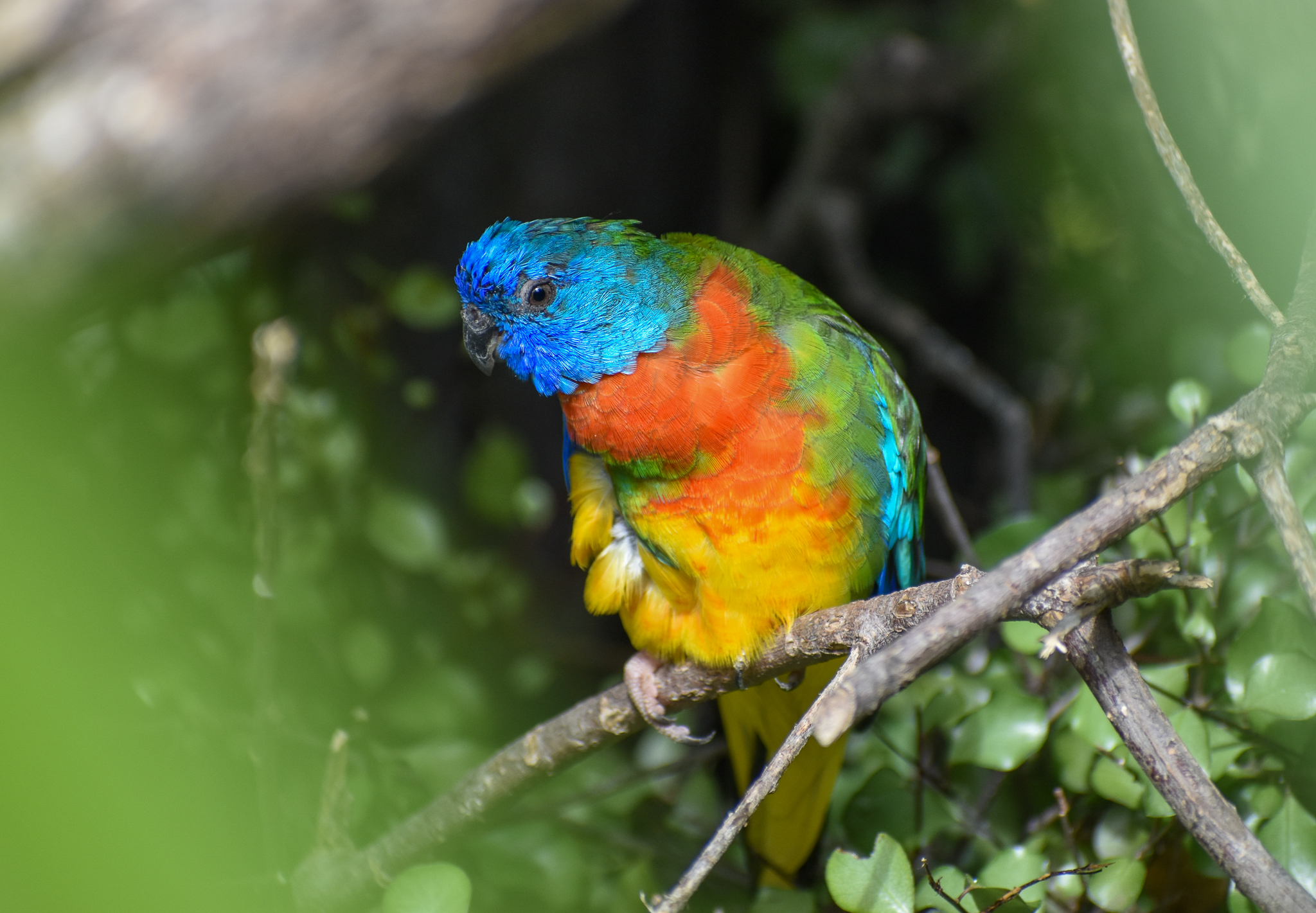 Scarlet-chested Parrot