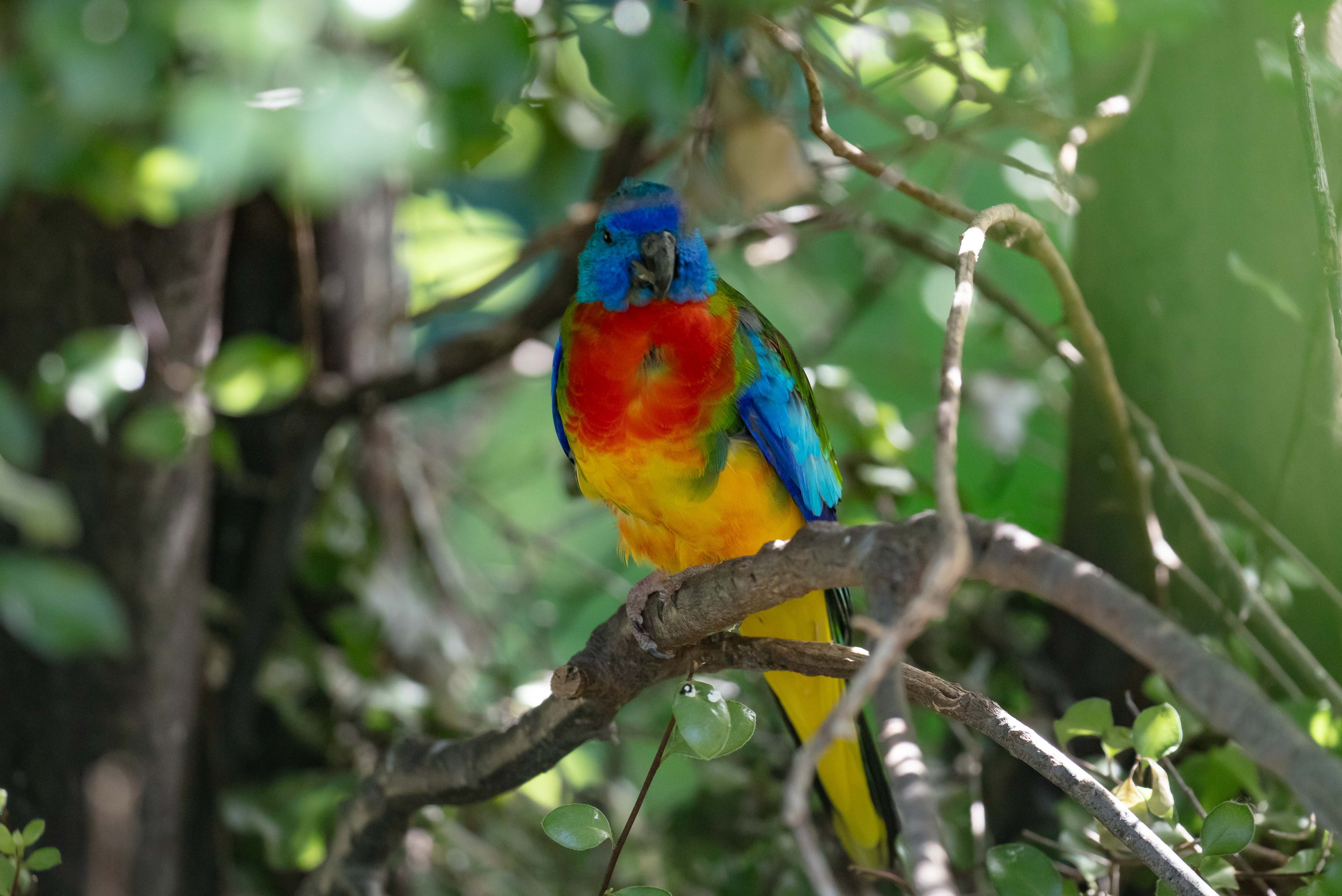 Scarlet-chested Parrot