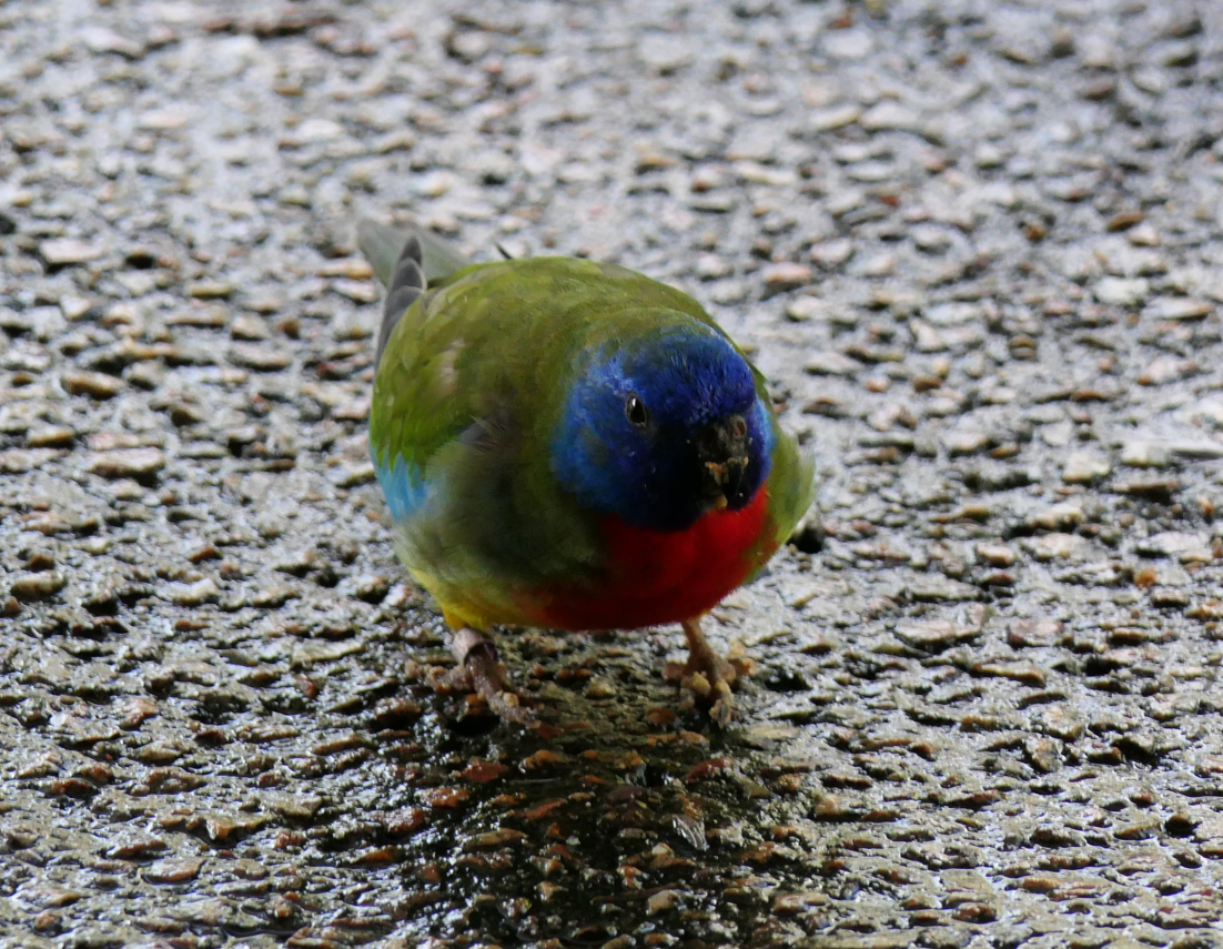 Scarlet-chested Parrot